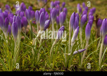 Il croco di primavera gemme Foto Stock