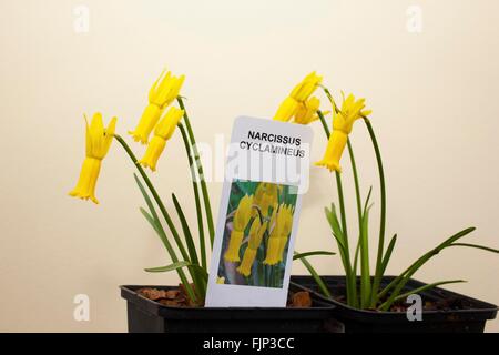 Narcissus cyclamineus (ciclamino a fiore daffodil) è una specie di pianta flowering in famiglia Amaryllidaceae, Foto Stock