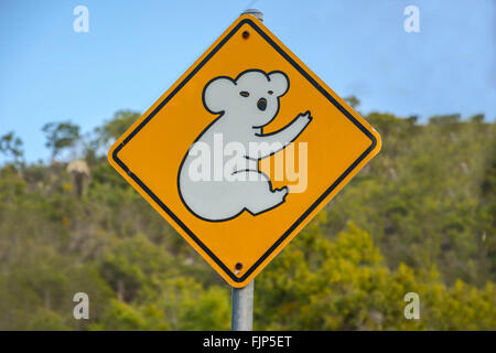 Koala in segno di avvertimento nel Queensland, Australia Foto Stock