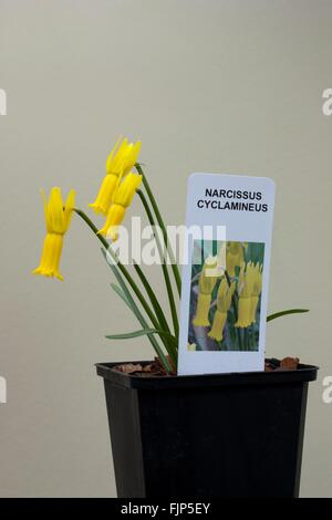 Narcissus cyclamineus (ciclamino a fiore daffodil) è una specie di pianta flowering in famiglia Amaryllidaceae, Foto Stock