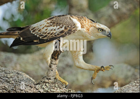 I capretti modificabile hawk-eagle o crested hawk-eagle (Nisaetus cirrhatus) seduto su un ramo in Yala National Park nello Sri Lanka Foto Stock
