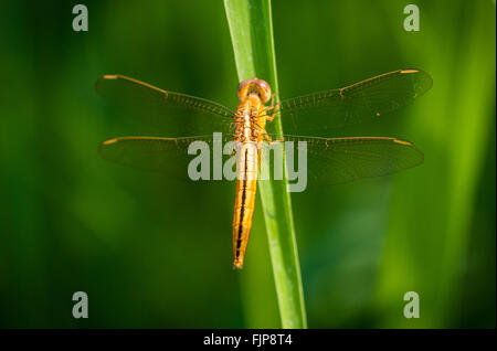 Una libellula dorata su una lama di erba, Ubud, Bali, Indonesia. Foto Stock