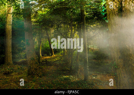 Misty wonderland legno con la luce del sole lo streaming attraverso gli alberi che danno un aspetto mistico Foto Stock