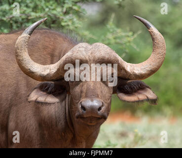 Ritratto del viso di un giovane africano Buffalo Foto Stock