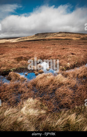 Wet e paludosa torba brughiera sull Bleaklow vicino a Glossop nel Derbyshire. Preso dalla Pennine Way. Foto Stock