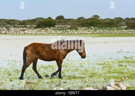 Wild Horse sulla Giara di Gesturi Altopiano, Sardegna, Italia Foto Stock