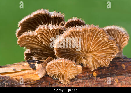 Split gill (Schizophyllum comune), Tirolo, Austria Foto Stock