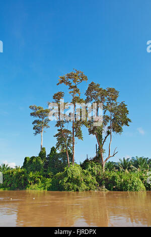 Le piantagioni di palma da olio tratto fino alla banca del fiume Kinabatangan. Sabah, Borneo Malese. Foto Stock