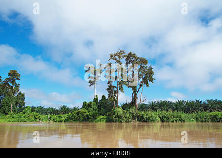 Le piantagioni di palma da olio tratto fino alla banca del fiume Kinabatangan. Sabah, Borneo Malese. Foto Stock