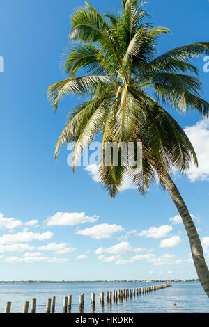 Edison Pier nel fiume Caloosahatchee e palme in Fort Myers, Florida, Stati Uniti d'America Foto Stock