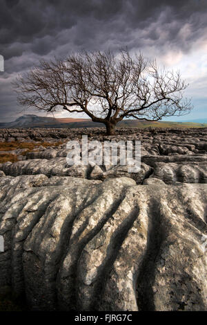 Lone Tree sul Pavimenti calcarei di cicatrice Twistleton fine, Ingleton Yorkshire Dales National Park England Regno Unito Foto Stock