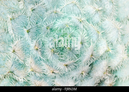 Le piante e gli alberi: cactus close-up, astratto motivo floreale Foto Stock