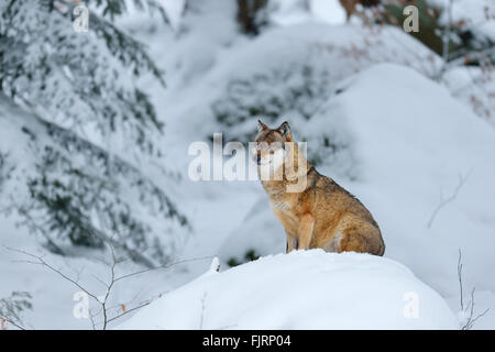 Lupo (Canis lupus) seduto su una collina innevata, animale contenitori esterni, prigionieri Parco Nazionale della Foresta Bavarese, Bavaria Foto Stock