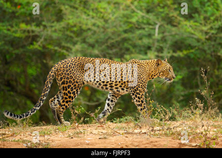 Leopardo dello Sri Lanka (Panthera padres kotiya) camminando in una strada forestale nelle giungle di Yala National Park in Sri Lanka. Foto Stock