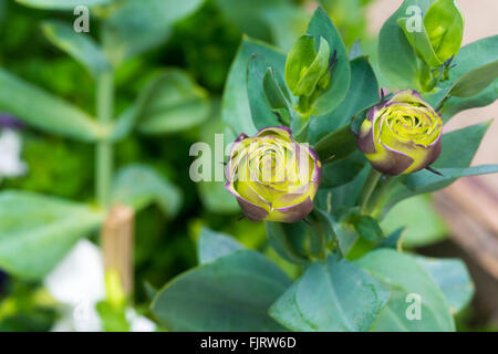 Profumo di violetta Lisianthus fiori ,Eustoma grandiflorum , Gentianaceae Foto Stock