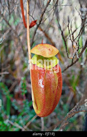 Carnivori di pianta brocca sul fianco del Monte Kinabalu, la montagna più alta del Borneo. Foto Stock