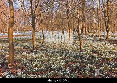 UK Berkshire Welford Park Snowdrops Foto Stock
