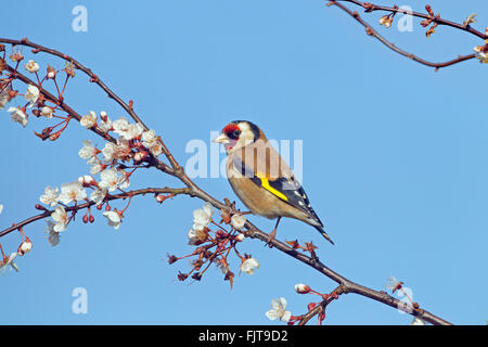 Cardellino Carduelis carduelis in fioritura invernale prugna Fiore Foto Stock