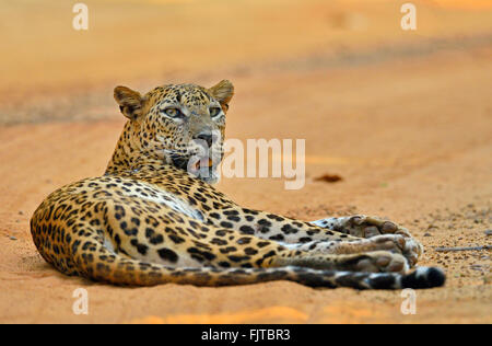 Leopardo dello Sri Lanka (Panthera padres kotiya) in appoggio su una sabbia rossa pista forestale in Wilpattu parco nazionale dello Sri Lanka. Foto Stock