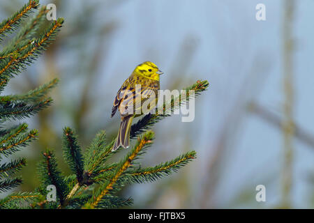 Zigolo giallo Emberiza citinella appollaiato sulla Norvegia abete contro un colore blu cielo Foto Stock