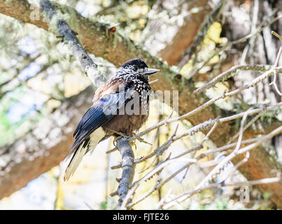 Uccello, Spotted schiaccianoci, Nucifraga caryocatactes, appollaiato su un ramo di albero, spazio di copia Foto Stock