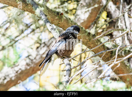 Uccello, Spotted schiaccianoci, Nucifraga caryocatactes, appollaiato su un ramo di albero, spazio di copia Foto Stock