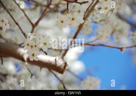 Nuova molla 'Bradford' pear blossoms Foto Stock