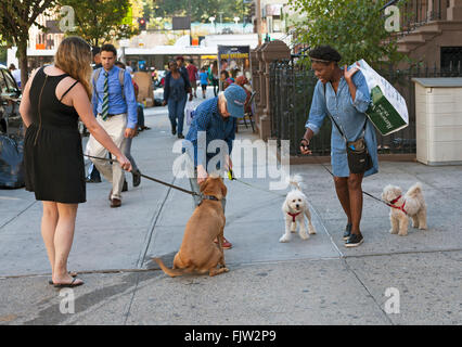 Le persone a smettere di interagire con i loro cani in Harlem in New York City. Foto Stock