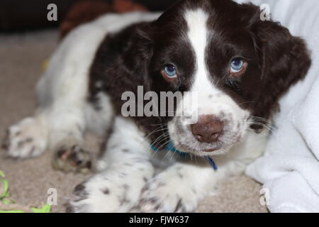 Close up Sprocker cucciolo con gli occhi blu Foto Stock