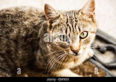Ritratto di un gatto a strisce con baffi bianchi e gli occhi verdi in bella luce Foto Stock