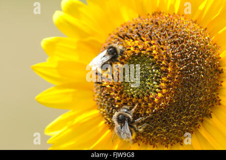 Bombi impollinatori di un colore giallo girasole Foto Stock