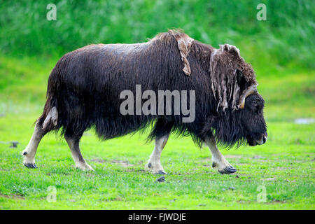 Muskox, maschio adulto, Alaska Wildlife Conversazione, centro di Anchorage in Alaska,, STATI UNITI D'AMERICA,Nordamerica / (Ovibos moschatus) Foto Stock