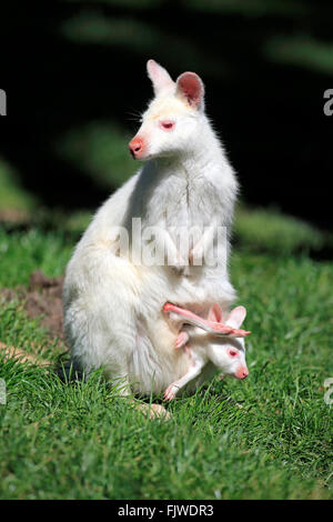 Bennett Wallaby, Albino, femmina con joey,guardando al di fuori della sacca, Australia / (Macropus rufogriseus) Foto Stock