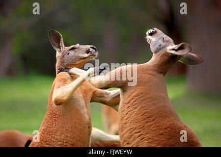 Canguro rosso, due maschi adulti combattimenti, Sud Australia, Australlia / (Macropus rufus) Foto Stock