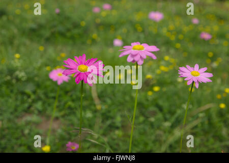 Wild dipinto daisy (crisantemo coccineum) nel Caucaso vicino a Gudauri, Georgia Foto Stock