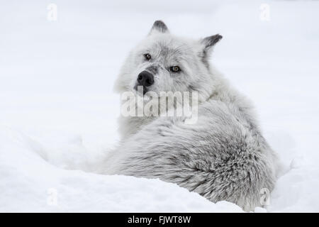 Lupo grigio Foto Stock