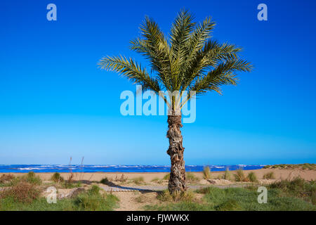 Spiaggia di Denia Las Marinas con palme nel Mediterraneo di Alicante Spagna Foto Stock