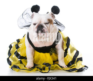 Bulldog indossando Bumble Bee costume su sfondo bianco Foto Stock