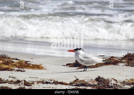 Caspian tern (Hydroprogne caspia) sulla spiaggia di Seal Bay, Kangaroo Island, South Australia, Australia. Foto Stock