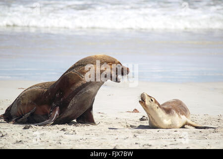 Leoni marini australiani (Neophoca cinerea) sulla spiaggia di Seal Bay, Kangaroo Island, South Australia, Australia. Foto Stock