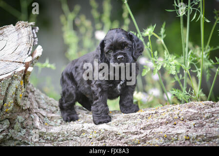 American cocker spaniel cucciolo salendo su un log Foto Stock