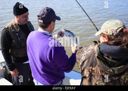 Fisherman tenendo un striped bass hanno appena catturato