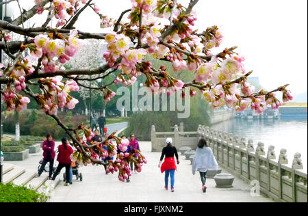 Suzhou, cinese della provincia di Jiangsu. 3 Mar, 2016. La gente a piedi passato fiori di ciliegio in Suzhou City, est cinese della provincia di Jiangsu, 3 marzo 2016. © Wang Jianzhong/Xinhua/Alamy Live News Foto Stock