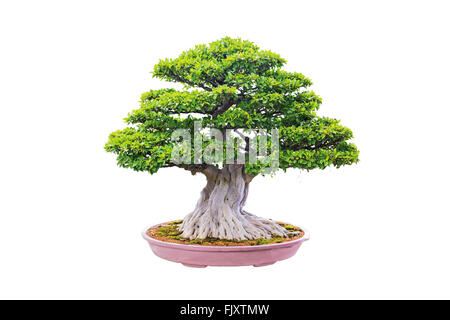 Una foto del bonsai su bianco isolare lo sfondo Foto Stock