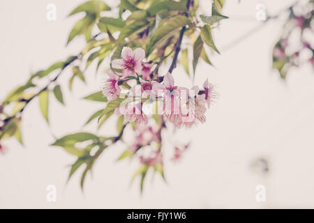 Wild Himalayan Cherry Foto Stock