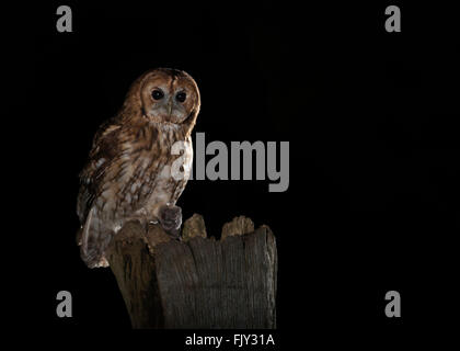 Wild Allocco (Strix aluco) appollaiato sul palo di legno di notte nel Warwickshire bosco con preda Foto Stock