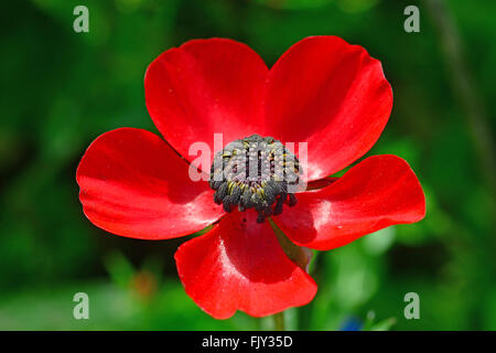 Ranuncolo fiore selvatico, Ranunculus asiaticus Foto Stock