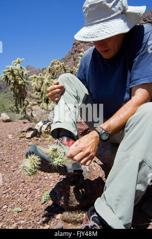Escursionista rimuove caduti frutto spinoso della catena pendenti cholla / jumping cholla (Cylindropuntia fulgida) dal pattino, Arizona, Stati Uniti d'America Foto Stock