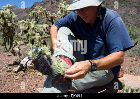 Escursionista rimuove caduti frutto spinoso della catena pendenti cholla / jumping cholla (Cylindropuntia fulgida) dal pattino, Arizona, Stati Uniti d'America Foto Stock