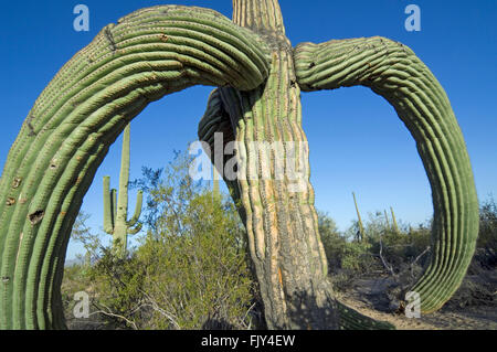 Cactus Saguaro (Carnegiea gigantea / Cereus giganteus) con la colatura rami provocati da gelo o neve, deserto Sonoran, Arizona Foto Stock